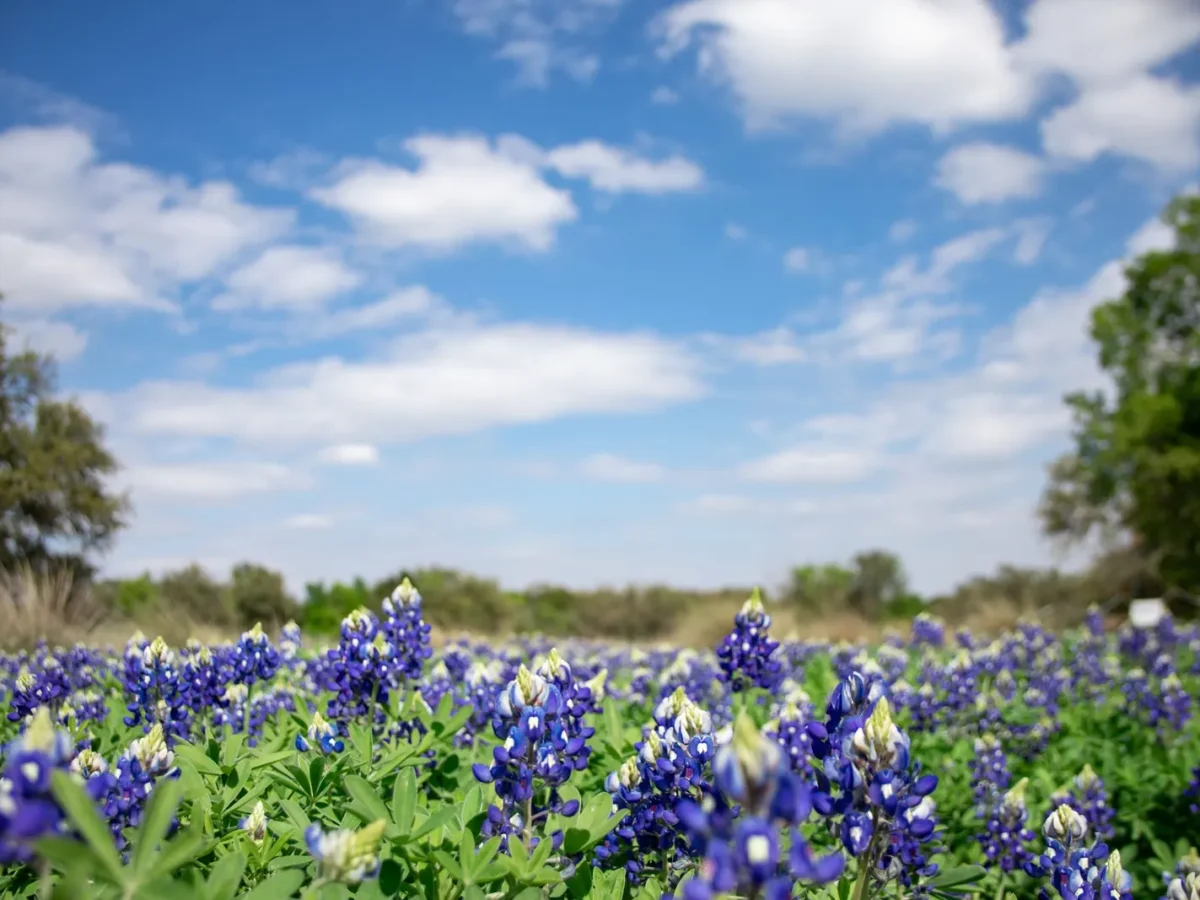 Bluebonnets and trees under a blue sky in the Texas Hill Country