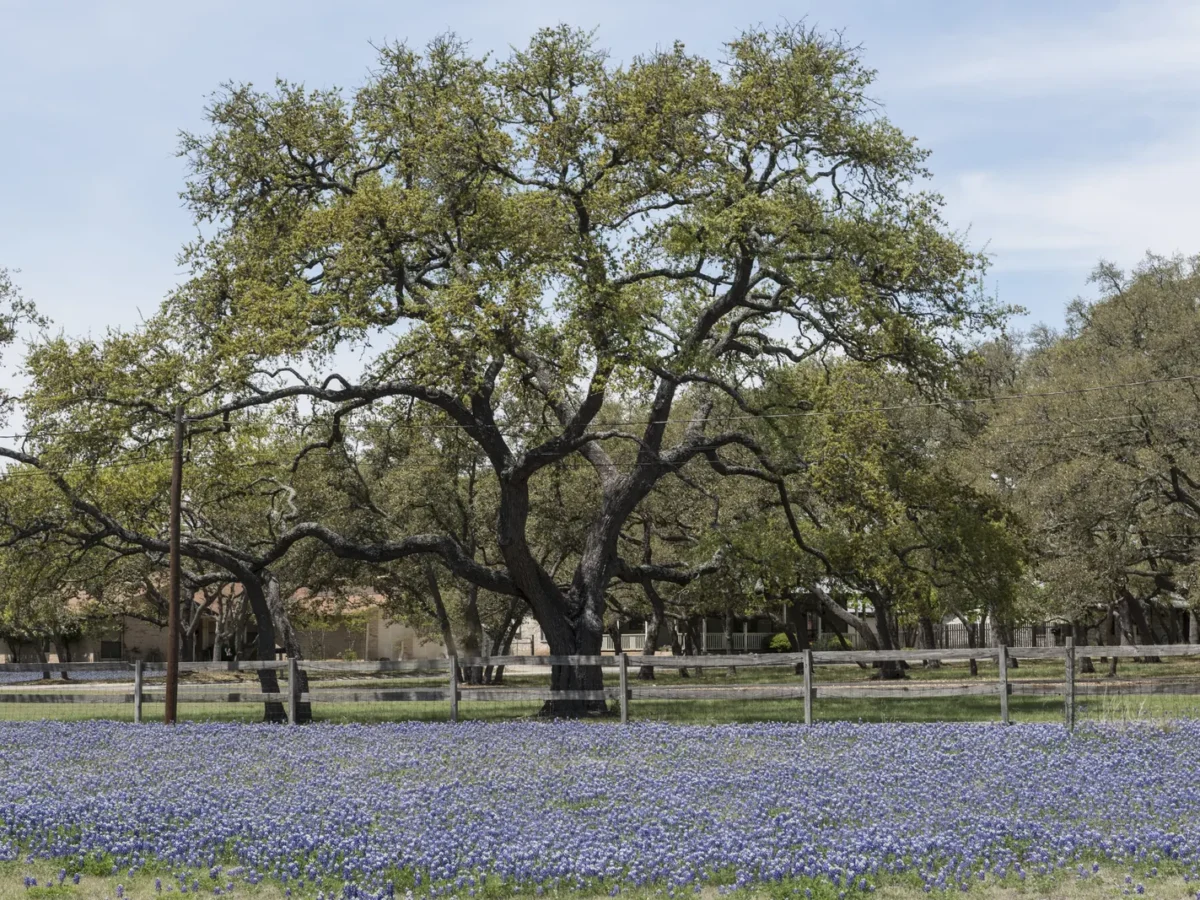 Bluebonnets under a live oak in a field in Boerne, Texas