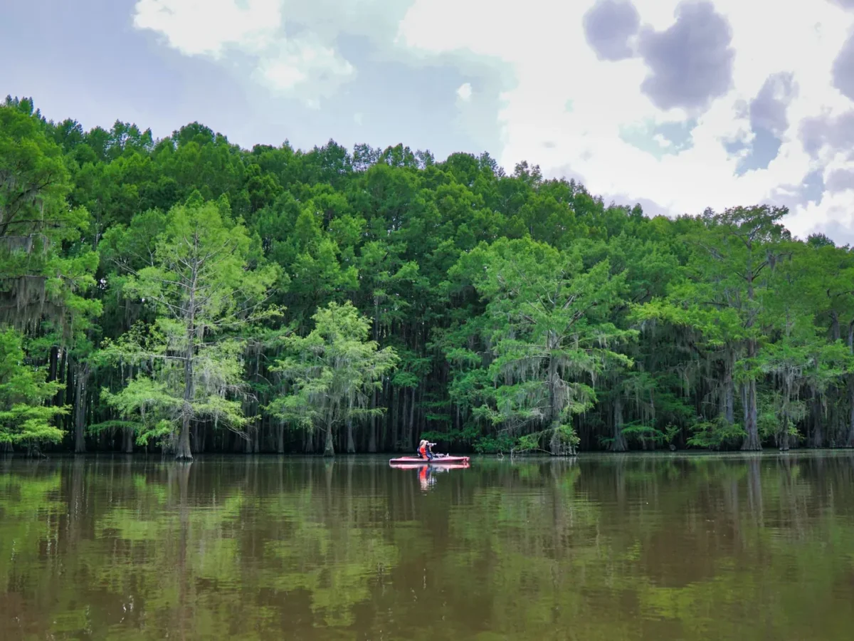Cypress trees on Caddo Lake in East Texas