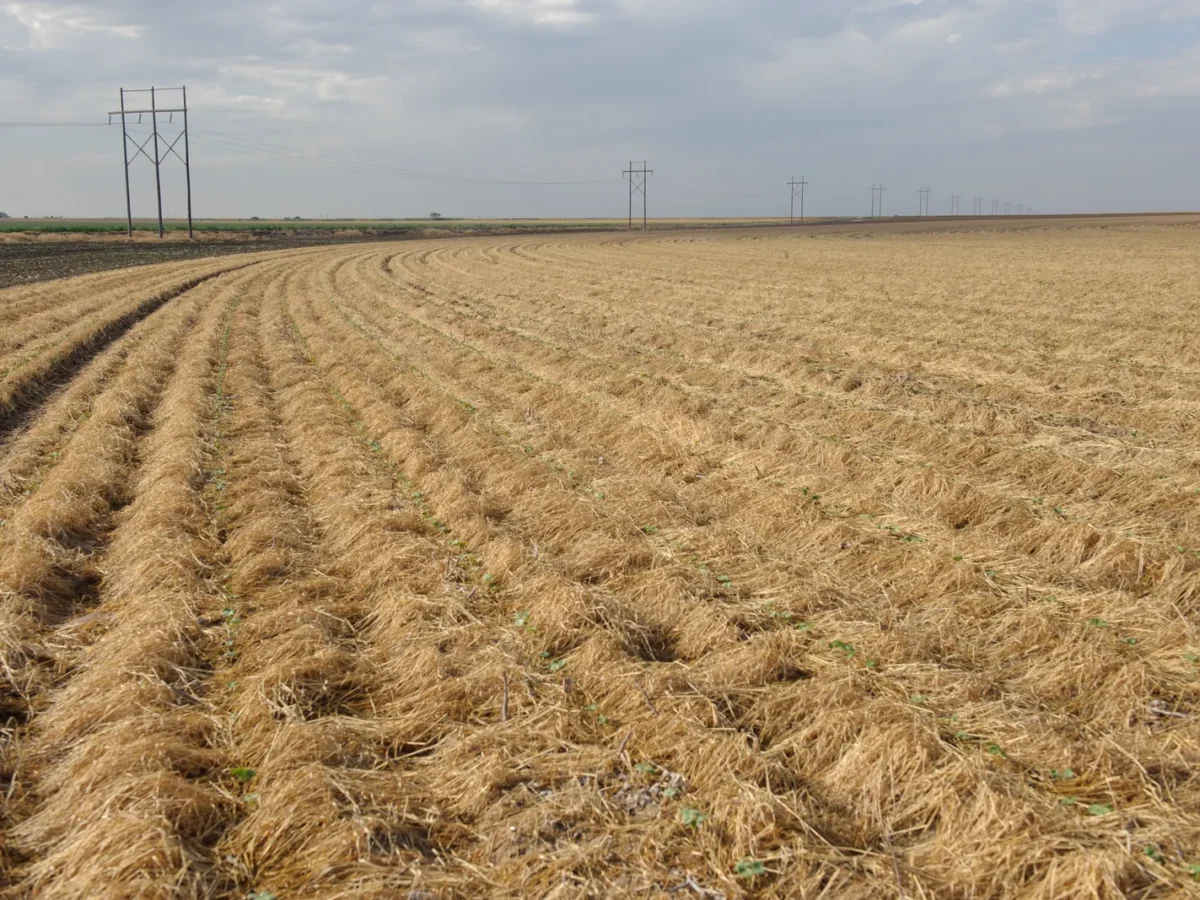 Cotton rows planted in wheat cover on a farm south of Lubbock, Texas