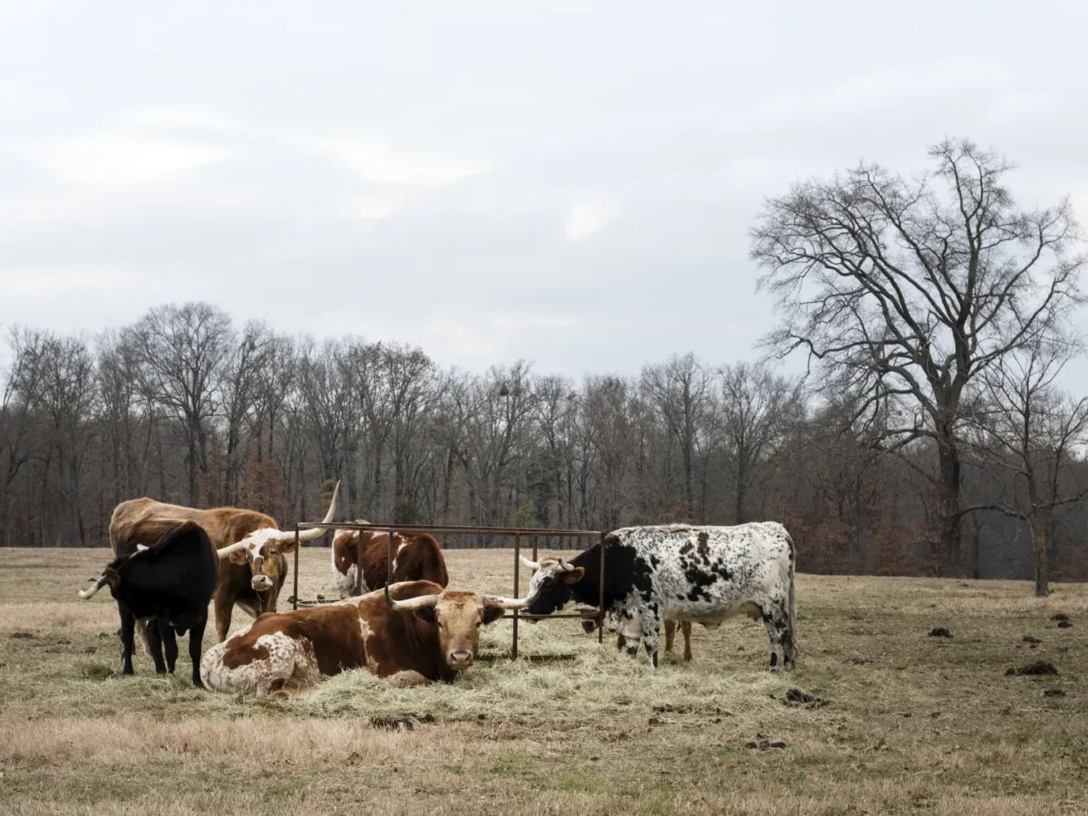 Cattle on a ranch near Mount Pleasant, Texas