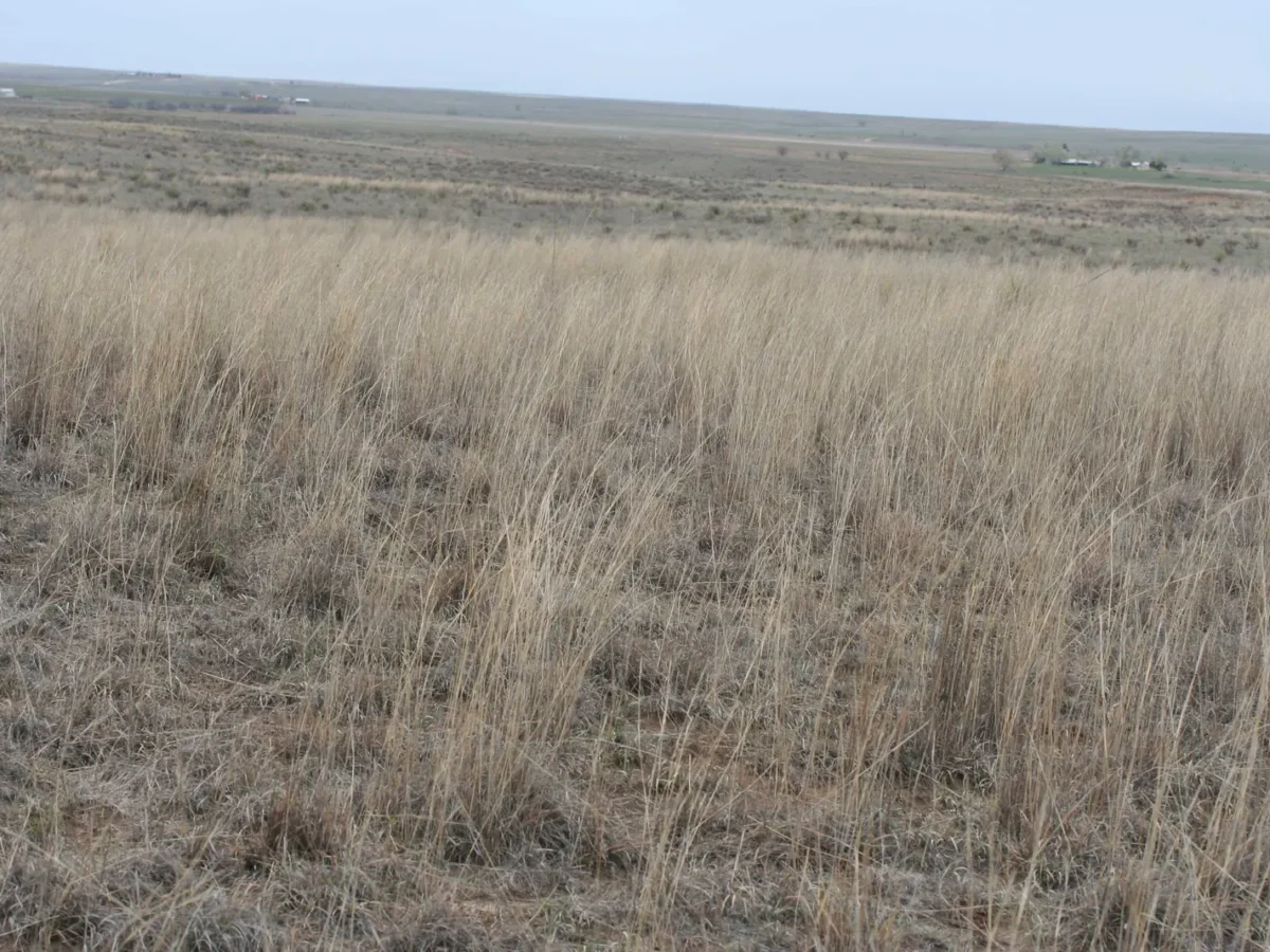 Native grassland on a ranch near Pampa, Texas