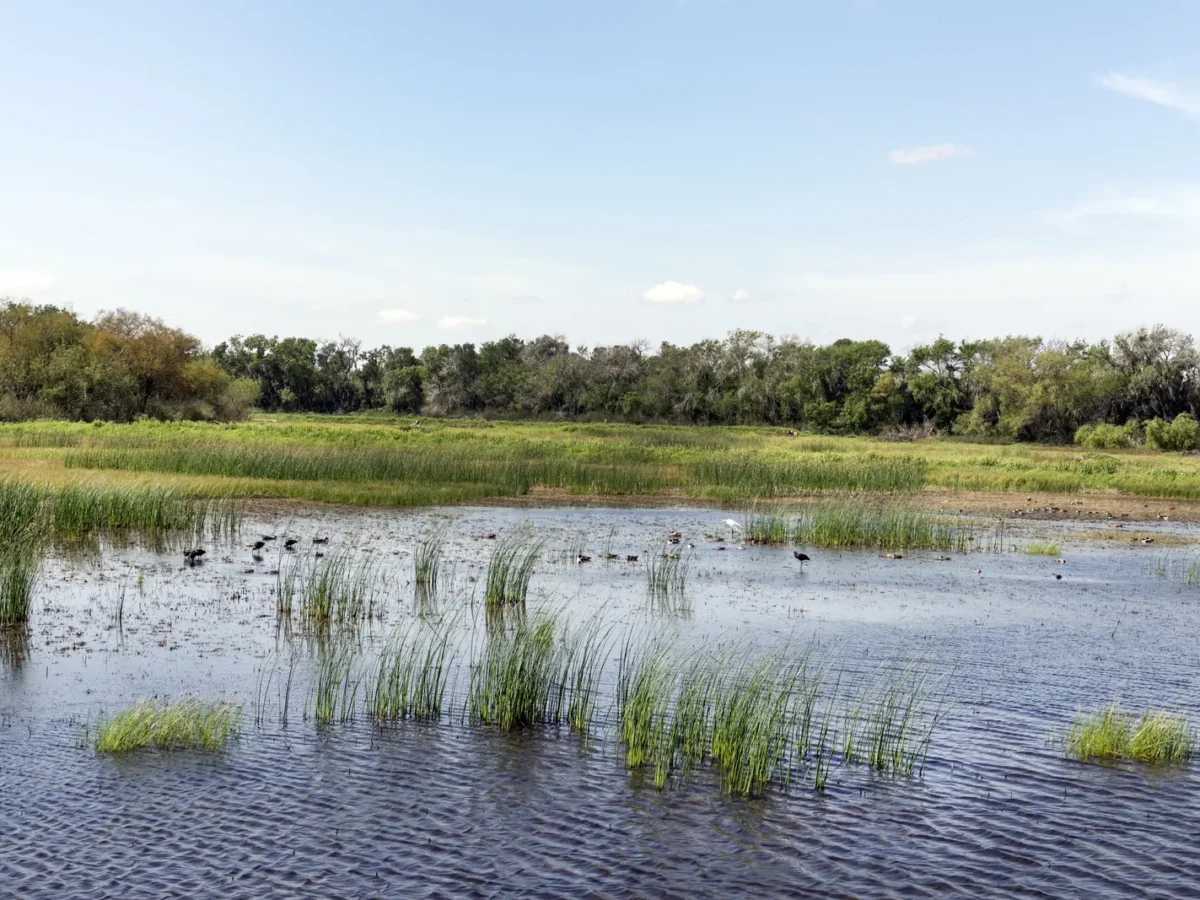 Marsh in the Santa Ana National Wildlife Refuge, Hidalgo County, Texas
