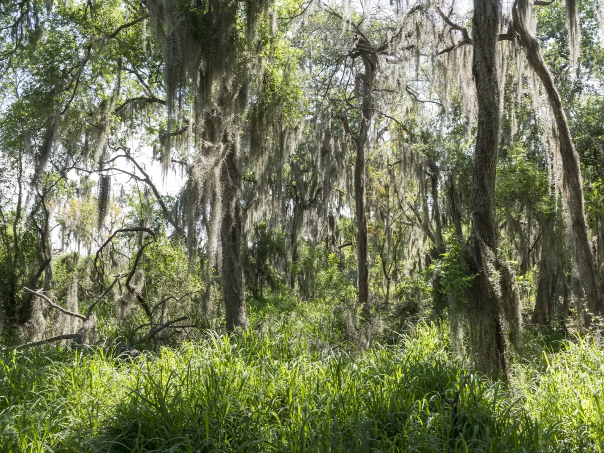 Trees draped with Spanish moss in the Santa Ana National Wildlife Refuge, Hidalgo County, Texas