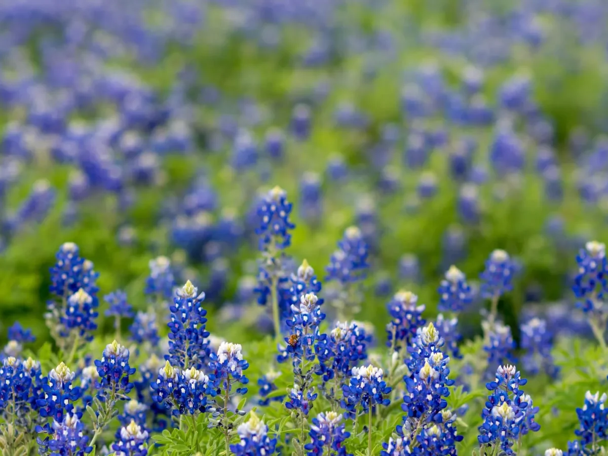 Field of Texas bluebonnets in bloom