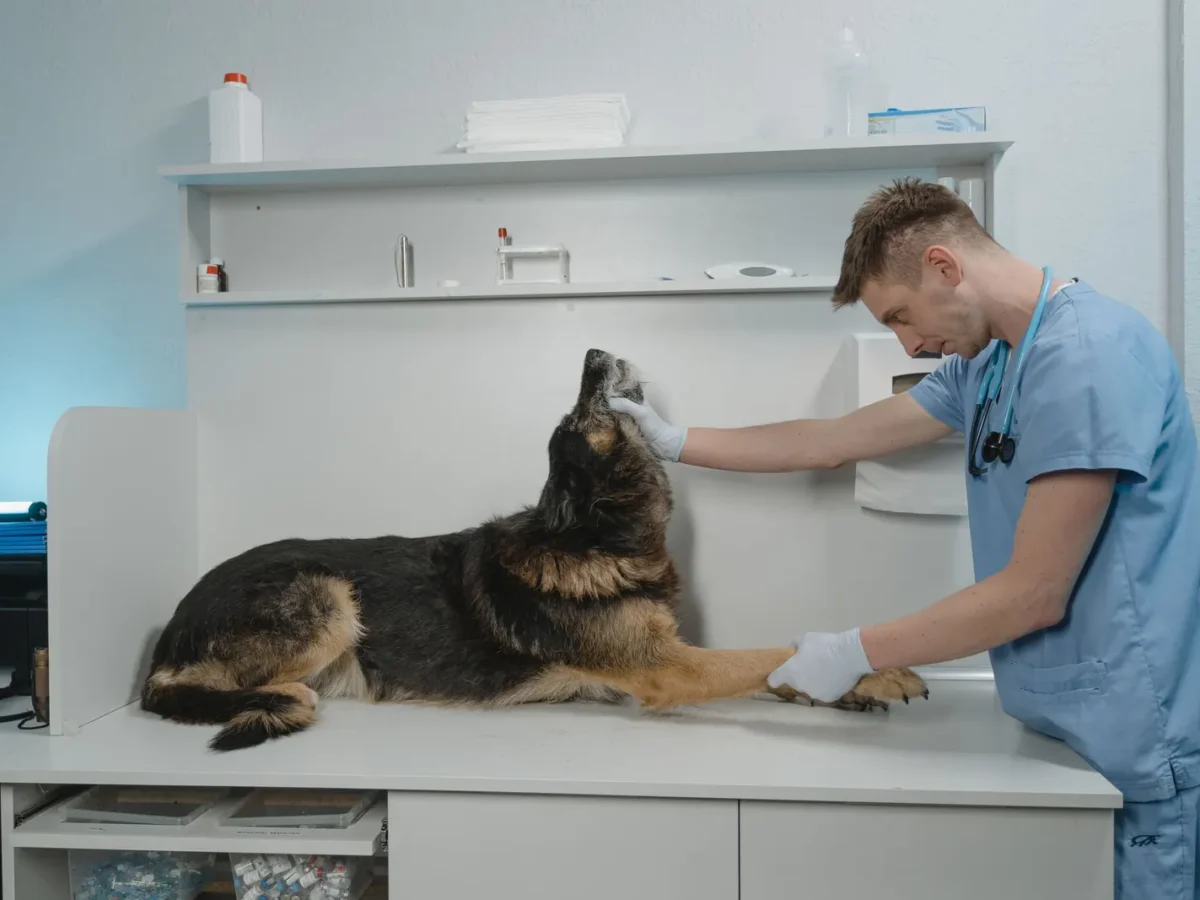 Veterinarian examining a German Shepherd